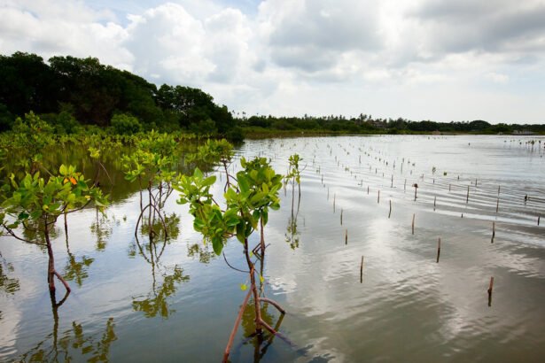 India’s Mangrove conservation: strategies for a resilient coastal future